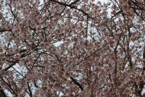 IMG_2703